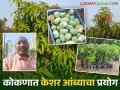 Kesar Mango Cultivation : रंगकर्मी श्रीकांत यांनी केशर आंब्याची इस्राइल तंत्राने केली लागवड काढले तीन टन आंबा उत्पादन - Marathi News | Actor Shrikant cultivated kesar mangoes using Israeli techniques and produced three tons of mangoes | Latest agriculture News at Lokmat.com