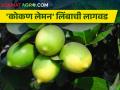 बागायतीत आंतरपिकासाठी 'कोकण लेमन' फायदेशीर - Marathi News | For intercropping in horticulture konkan lemon is beneficial | Latest agriculture News at Lokmat.com