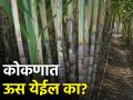 कोकणात ऊस लागवडीकडे वाढतोय शेतकऱ्यांचा कल - Marathi News | The trend of farmers towards sugarcane cultivation in Konkan is increasing | Latest agriculture News at Lokmat.com