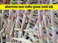 आता कोकणातही ऊस येणं शक्य पण त्यासाठी कशी कराल लागवड - Marathi News | Now it is possible to grow sugarcane even in Konkan but how to cultivation for it | Latest agriculture News at Lokmat.com