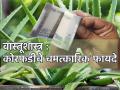 Vastu Shastra: कोरफड फक्त त्वचाच नाही तर भाग्यही उजळते; जाणून घ्या तिचा सुयोग्य वापर! - Marathi News | Vastu Shastra: Aloe brightens not only skin but also fortune; Learn its proper use! | Latest bhakti Photos at Lokmat.com