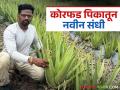 कोरफड शेतीतून युवा शेतकऱ्याचा नवा पायंडा; पाडळी येथील उच्चशिक्षित हृषिकेश करतायत फायद्याची शेती - Marathi News | A new step for a young farmer through aloevera farming; Highly educated Hrishikesh from Padli is doing profitable farming | Latest agriculture News at Lokmat.com