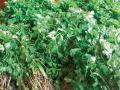 नाशिकला कोथिंबिरीच्या बाजारभावात सुधारणा - Marathi News | Correction to the market in Kothimabali, Nashik | Latest nashik News at Lokmat.com