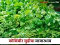 Kothimbir Market : पुणे मार्केटला कोथिंबिरीच्या एक लाख जुड्यांची आवक, काय भाव मिळाला?  - Marathi News | Latest News Kothimbir Market Pune market received one lakh pairs of coriander see market price | Latest agriculture News at Lokmat.com