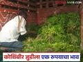 Kothimbir Market : कोथिंबीर जुडीला मिळाला एक रुपयाचा दर, शेतकऱ्याने काय केलं पहा - Marathi News | Latest news Coriander seeds fetched price of one rupee to chandwad farmer see what farmer did | Latest agriculture News at Lokmat.com