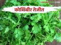 सततच्या पावसाने कोथिंबीरची आवक घटली बाजारभावात झाली वाढ - Marathi News | Due to continuous rains, the arrival of coriander decreased and the market price increased | Latest agriculture News at Lokmat.com