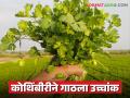 कोथिंबीर तेजीत, मिळाला या हंगामातील उच्चांकी भाव; वाचा एका जुडीला काय मिळतोय दर? - Marathi News | Coriander is on the rise, it has reached the highest price of this season; Read what is the price being paid for one bunch? | Latest agriculture News at Lokmat.com
