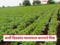 केवळ ३० ते ३५ दिवसांत काढणी करून नफा मिळवून देतंय 'हे' पिक; लागवडीकडे वाढतोय कल - Marathi News | This crop is profitable by harvesting in just 30 to 35 days; growing trend towards cultivation | Latest agriculture News at Lokmat.com