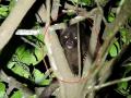 Satara: कोयना अभयारण्यात आढळले दुर्मीळ ‘ब्राऊन पाम सिवेट’ - Marathi News | Rare Brown Palm Civet found in Koyna Sanctuary | Latest satara News at Lokmat.com