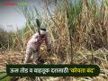 ऊसपुरवठ्याअभावी साखर कारखाने थंडावले - Marathi News | Sugarcane factories stopped due to lack of sugarcane supply | Latest agriculture News at Lokmat.com