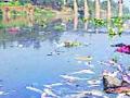 कृष्णा नदी प्रदूषण प्रश्नावरील समिती गायब झाली तरी कुठे? - Marathi News | Where did the committee on Krishna river pollution disappear | Latest sangli News at Lokmat.com