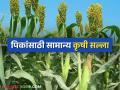 Krushi Salla : बदलत्या हवामानावर असे करा पिकांचे नियोजन वाचा सविस्तर - Marathi News | Krushi Salla: Plan your crops in this way in the changing weather conditions, read in detail | Latest agriculture News at Lokmat.com