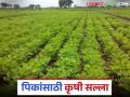 krushi salla: बदलत्या हवामानात पिकांची अशी घ्या काळजी वाचा कृषी सल्ला सविस्तर - Marathi News | Krushi Salla : latest news Take care of crops in changing weather conditions, read detailed agricultural advice | Latest agriculture News at Lokmat.com