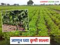 Krushi Salla: उन्हाळी भुईमूग पिकांसह फळबागांचे असे करा व्यवस्थापन; वाचा कृषी सल्ला सविस्तर - Marathi News | Krushi Salla: latest news Manage orchards including summer groundnut crops like this; Read detailed Krushi Salla | Latest agriculture News at Lokmat.com