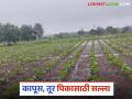 Krushi Salla : मराठवाड्यातील हवामानात बदल; पिकांची काळजी कशी घ्याल? वाचा सविस्तर - Marathi News | latest news Krushi Salla: Weather changes in Marathwada; How will you take care of crops? Read in detail | Latest agriculture News at Lokmat.com