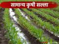 Krushi Salla : सोयाबीन, ज्वारी, ऊस, फळबाग शेतकऱ्यांसाठी कृषी विद्यापीठाचा विशेष सल्ला - Marathi News | latest news Krushi Salla: Special advice from the Agricultural University for soybean, jowar, sugarcane, and orchard farmers | Latest agriculture News at Lokmat.com