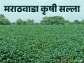 Krushi Salla : पिकांचे व्यवस्थापन कसे कराल? वाचा कृषी सल्ला सविस्तर - Marathi News | latest news Krushi Salla: How to manage crops? Read detailed agricultural advice | Latest agriculture News at Lokmat.com