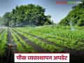 Krushi Salla : पिकं जपायची आहेत? मग वाचा विद्यापीठाचा फायदेशीर सल्ला - Marathi News | latest news Krushi Salla: Want to save crops? Then read the university's useful advice | Latest agriculture News at Lokmat.com