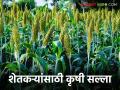 Krushi Salla : सोयाबीन–ज्वारी पिकांना धोका; शेतकऱ्यांनी काय करावे? वाचा सविस्तर - Marathi News | latest news Krushi Salla: Soybean-tur crops at risk; What should farmers do? Read in detail | Latest agriculture News at Lokmat.com