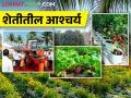 काय सांगताय.. काळे गाजर अन् साडेतीन फूट कणसाची बाजरी - Marathi News | what are you saying Black carrots and three and a half feet of pearl millet panicle | Latest agriculture News at Lokmat.com