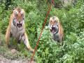 Video : आक्रमक वाघ जिप्सीच्या दिशेने डरकाळी फोडत धावला अन्... - Marathi News | The aggressive tiger ran furiously towards the gypsy, video went viral | Latest chandrapur News at Lokmat.com