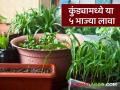 ऑक्टोबर महिन्यात किचन गार्डनमध्ये 'या' 5 भाज्यांची लागवड करता येईल, वाचा सविस्तर  - Marathi News | Latest news 5 vegetables can be grown in kitchen garden in October, read in detail | Latest agriculture News at Lokmat.com