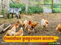 Goat-Poultry Farming : शेळ्यांसोबत करा कुक्कुटपालन, खर्च कमी, उत्पन्नाची दुप्पट हमी  - Marathi News | Latest News poultry with goat farming is very beneficial for farmers cost decrease and income increase | Latest agriculture News at Lokmat.com