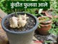 Gardening Tips : किचन गार्डनमधील कुंडीत आले लागवड कशी करावी, जाणून घ्या सोपी पद्धत - Marathi News | Latest News Gardening Tips How to plant ginger in pot in kitchen garden, know easy method | Latest agriculture News at Lokmat.com