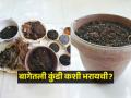 पाऊस जवळ आला, कुंडी भरली का? कुंडी भरताना लक्षात ठेवा १० गोष्टी- बागकामाची पहिली पायरी - Marathi News | Monsoon special gardening : how to fill up the plant box? monsoon gardening tips . writes anjana Dewasthale. | Latest sakhi News at Lokmat.com