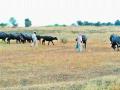 कुरनूर धरण आटले; अक्कलकोटवर जलसंकट - Marathi News | The Kurnaur Dam is over; Water conservation at Akkalkot | Latest solapur News at Lokmat.com