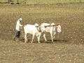 ई-केवायसी नसल्याचा दोन लाख शेतकऱ्यांना फटका - Marathi News | Two lakh farmers affected by lack of e-KYC | Latest amravati News at Lokmat.com