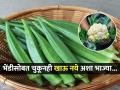 भेंडीच्या भाजीसोबत चुकूनही खाऊ नका 'या' ५ गोष्टी, होऊ शकतात गंभीर आजार - Marathi News | Avoid these 5 foods with ladyfinger know its side effects | Latest sakhi News at Lokmat.com
