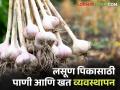 Garlic Farming : लसूण शेतीसाठी खत आणि पाणी व्यवस्थापनाचे तंत्र समजून घ्या, वाचा सविस्तर  - Marathi News | Latest News Understand fertilizer and water management techniques for Lasun garlic farming, read in detail  | Latest agriculture News at Lokmat.com