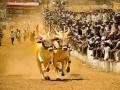 पुन्हा हुर्र..! बैलगाडा शर्यतींना सर्वोच्च न्यायालयाची परवानगी - Marathi News | supreme court allows bullock cart racing in maharashtra | Latest nagpur News at Lokmat.com