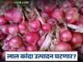 यंदा लाल कांद्याचे उत्पादन घटणार का? काय आहे नेमका अंदाज, वाचा सविस्तर  - Marathi News | Latest News Lal Kanda Utpadan 40 percent damage to onion plants, production will decrease | Latest agriculture News at Lokmat.com