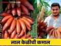 Red Banana : इंजिनीअर शेतकऱ्याने चार एकरांत लाल केळीतून कमावले ३५ लाखांचे उत्पन्न - Marathi News | Red Banana : Income of 35 lakhs earned from red banana in four acres | Latest agriculture News at Lokmat.com