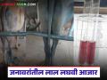 जनावरांतील लाल लघवी आजार कशामुळे होतो? काय आहेत कारणे? जाणून घ्या सविस्तर - Marathi News | What causes red urine disease in livestock? What are the causes? Learn in detail | Latest agriculture News at Lokmat.com