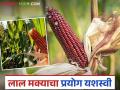 सिन्नरच्या शेतकऱ्याने रेड कॉर्नचा प्रयोग यशस्वी, दोन एकरला इतकं उत्पादन मिळणार - Marathi News | Latest News Red Corn Farming Sinnar farmer successfully experiments with red corn in two acres | Latest agriculture News at Lokmat.com