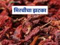 Lal Mirchi Bajar Bhav : यंदा लाल मिरच्यांचे उत्पादन मुबलक; कोणत्या मिरचीला मिळतोय किती दर? - Marathi News | Lal Mirchi Bajar Bhav : This year, the production of red chillies is abundant; which chillies are getting what price? | Latest agriculture News at Lokmat.com