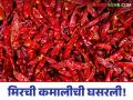 Mirchi Market : मिरचीच्या गावी घसरण, तर नागपूर, मुंबईत चांगला बाजारभाव, वाचा सविस्तर  - Marathi News | Latest News Mirchi Market Chilli prices fall in nandurbar see in Nagpur, Mumbai, read in detail | Latest agriculture News at Lokmat.com