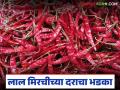 मागील वर्षीच्या तुलनेत लाल मिरचीच्या दरात ३० टक्के वाढ; वाचा कोणत्या मिरचीला किती दर? - Marathi News | Red chilli prices increase by 30 percent compared to last year; Read: What is the price of each chilli? | Latest agriculture News at Lokmat.com
