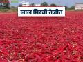 Lal Mirchi Bhav : मिरची ४०० पार! पण शेतकरी आनंदात नाहीत.. नेमकं काय चाललंय? - Marathi News | latest news Lal Mirchi Bhav: Chilli crosses 400! But farmers are not happy.. What is really going on? | Latest agriculture News at Lokmat.com