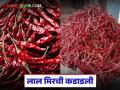 लाल मिरचीच्या दरात किलोमागे शंभर रुपयांची वाढ; वाचा ब्याडगी मिरचीला काय मिळतोय दर? - Marathi News | Red chilli price increased by Rs 100 per kg; Read: What price is being paid for Byadgi chilli? | Latest agriculture News at Lokmat.com