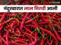Mirchi Market : मिरची लाल होण्यास प्रारंभ, नंदुरबारात आवक वाढली, काय मिळतोय बाजारभाव?  - Marathi News | Latest News red chilly arrival increased in Nandurbar see todays market price  | Latest agriculture News at Lokmat.com