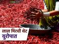 Mirchi Export Europe : चंद्रपूरची लाल मिरची थेट युरोपात विक्रीला कशी गेली? जाणून घ्या सविस्तर  - Marathi News | Latest News Mirchi Export Europe How did Chandrapur's red chillies go directly to Europe for sale Find out in detail | Latest agriculture News at Lokmat.com