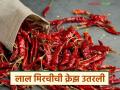 आतापर्यंत लाल मिरचीची एक कोटींची उलाढाल झाली, मात्र क्रेझ उतरली, काय आहेत कारणे  - Marathi News | Latest News Nandurbar Mirchi market Chilli industry in crisis due to declining production and rising costs | Latest agriculture News at Lokmat.com