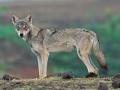 काय सांगता? कुत्रे आणि लांडग्यांमध्ये जैविक संकर! - Marathi News | what do you say A biological hybrid between dogs and wolves! | Latest pune News at Lokmat.com
