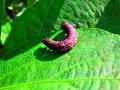 अळीचा प्रादुर्भाव रोखण्यासाठी प्रयत्न - Marathi News | Try to prevent larvae | Latest nashik News at Lokmat.com