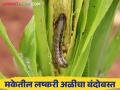 मका पिकावरील लष्करी अळीसाठी महागडी औषधे न वापरता करा हे कमी खर्चातील उपाय - Marathi News | A low cost solution for armyworm on maize crops without the use of expensive pesticides | Latest agriculture News at Lokmat.com