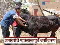 Pre monsoon Vaccination : जनावरांची वाढ खुंटली, पोटात जंत झाले; जनावरांना कुठले औषध द्याल? - Marathi News | Latest News Pre monsoon Vaccination animals be vaccinated before the monsoon Learn in detail | Latest agriculture News at Lokmat.com